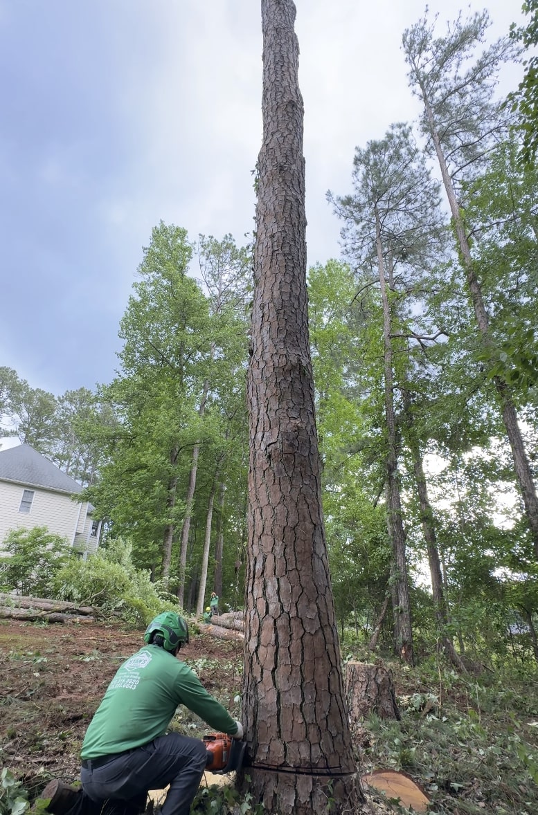 Expert tree removal services by Paterson Tree Service professionals Professional tree service technician using chainsaw for tree removal in Paterson, NJ