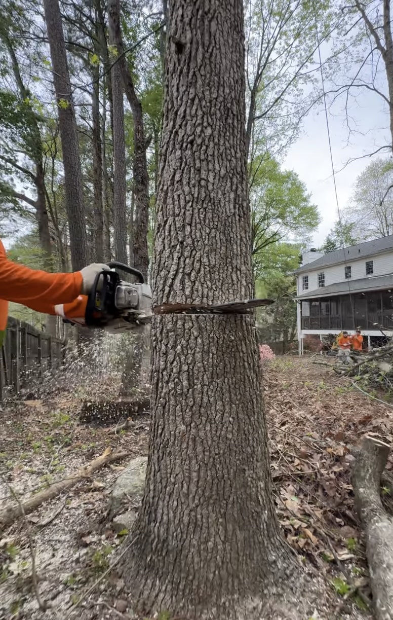 Precision tree cutting by certified professionals Professional arborist using chainsaw for precise tree cutting in residential setting