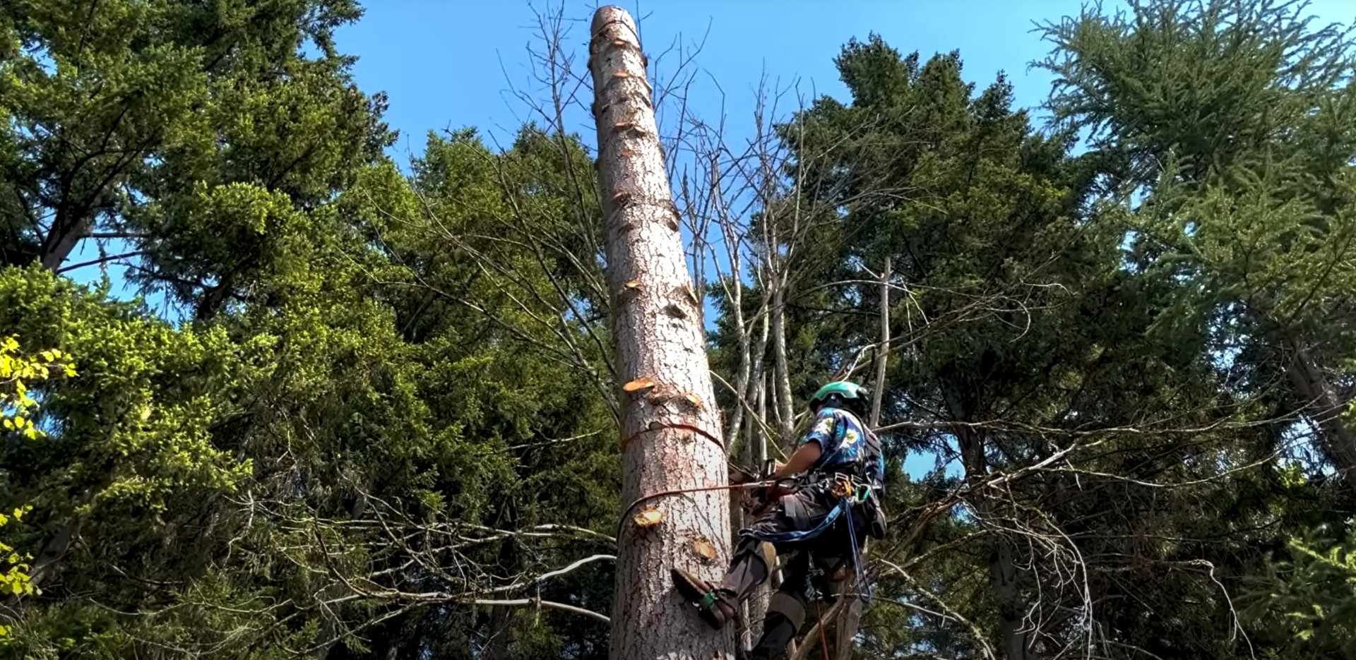 Professional tree service process and safety procedures in action Professional arborist working on tall tree removal with safety equipment and proper climbing techniques
