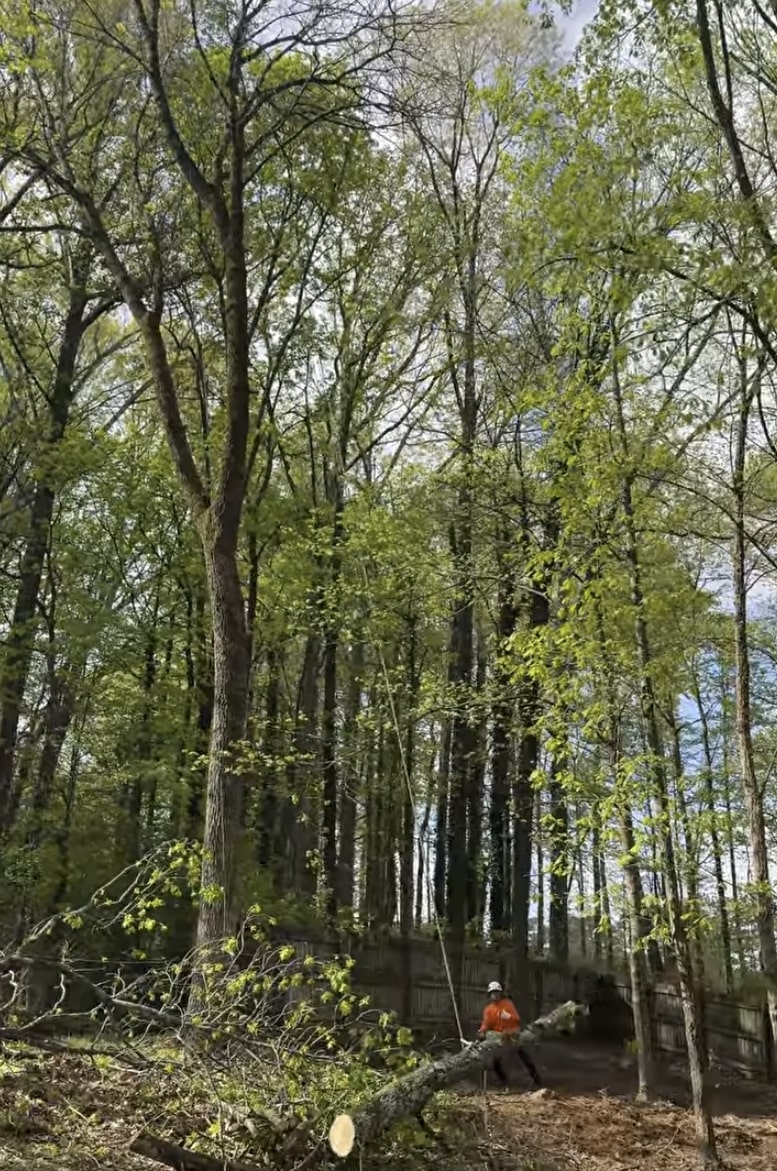 Tree health assessment - identifying dead versus dormant trees in Paterson, NJ Tall trees in various stages of health showing differences between dormant and dead trees