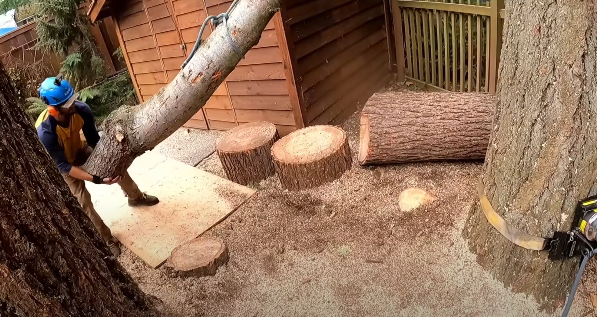 Complete tree removal services with professional cleanup in Paterson, NJ Tree removal project showing large cut tree sections and professional cleanup process