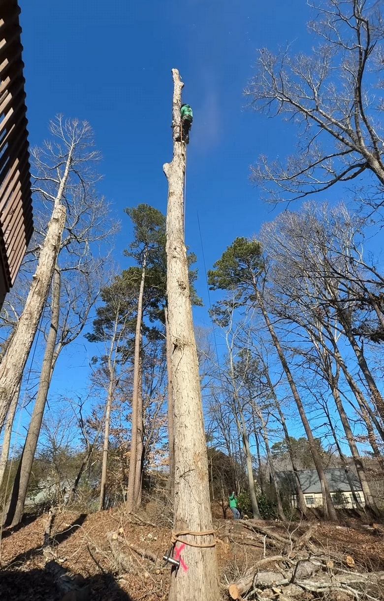 Expert arborist services and professional tree climbing techniques Professional arborist climbing tall tree demonstrating proper tree care techniques