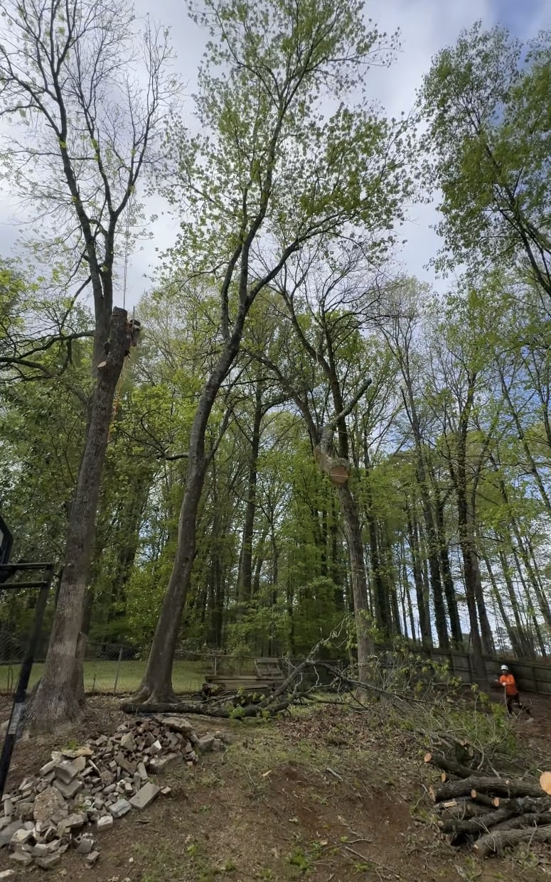 Safe tree removal in challenging wooded environments Tall trees being professionally removed by certified arborists in wooded area