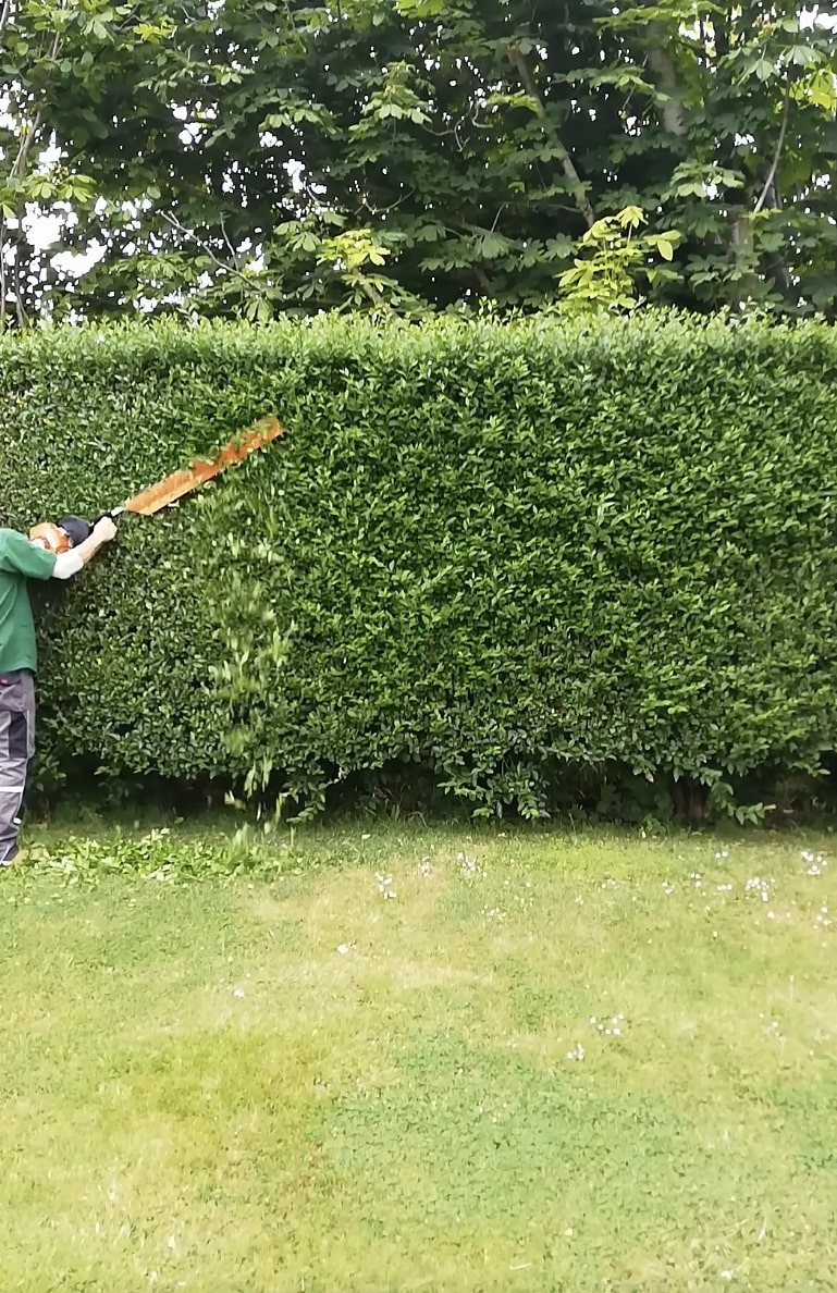 Professional hedge trimming and shrub maintenance services Hedge trimming and landscaping services showing precise cuts and clean results
